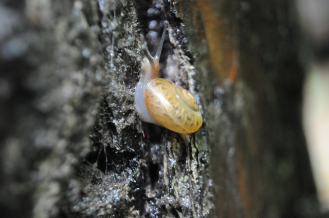 snail