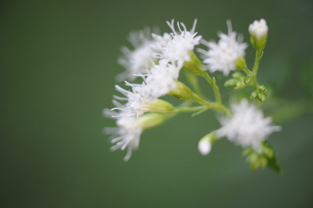white flower